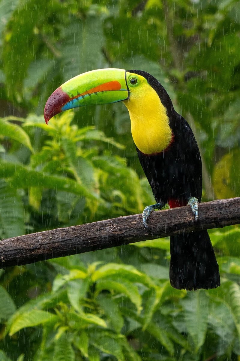 Central America