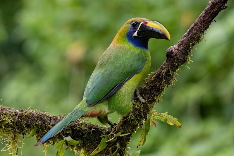 Costa Rica Jungle