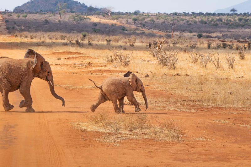 Elephants in Serengeti National Park