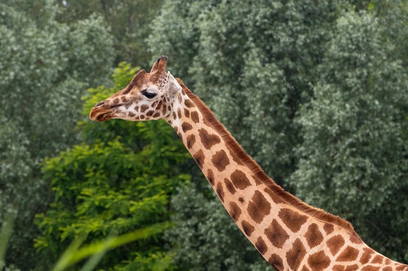 Giraffe in Kruger National Park