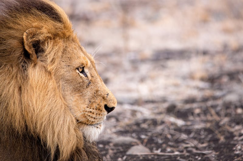 Lion in Maasai Mara National Reserve